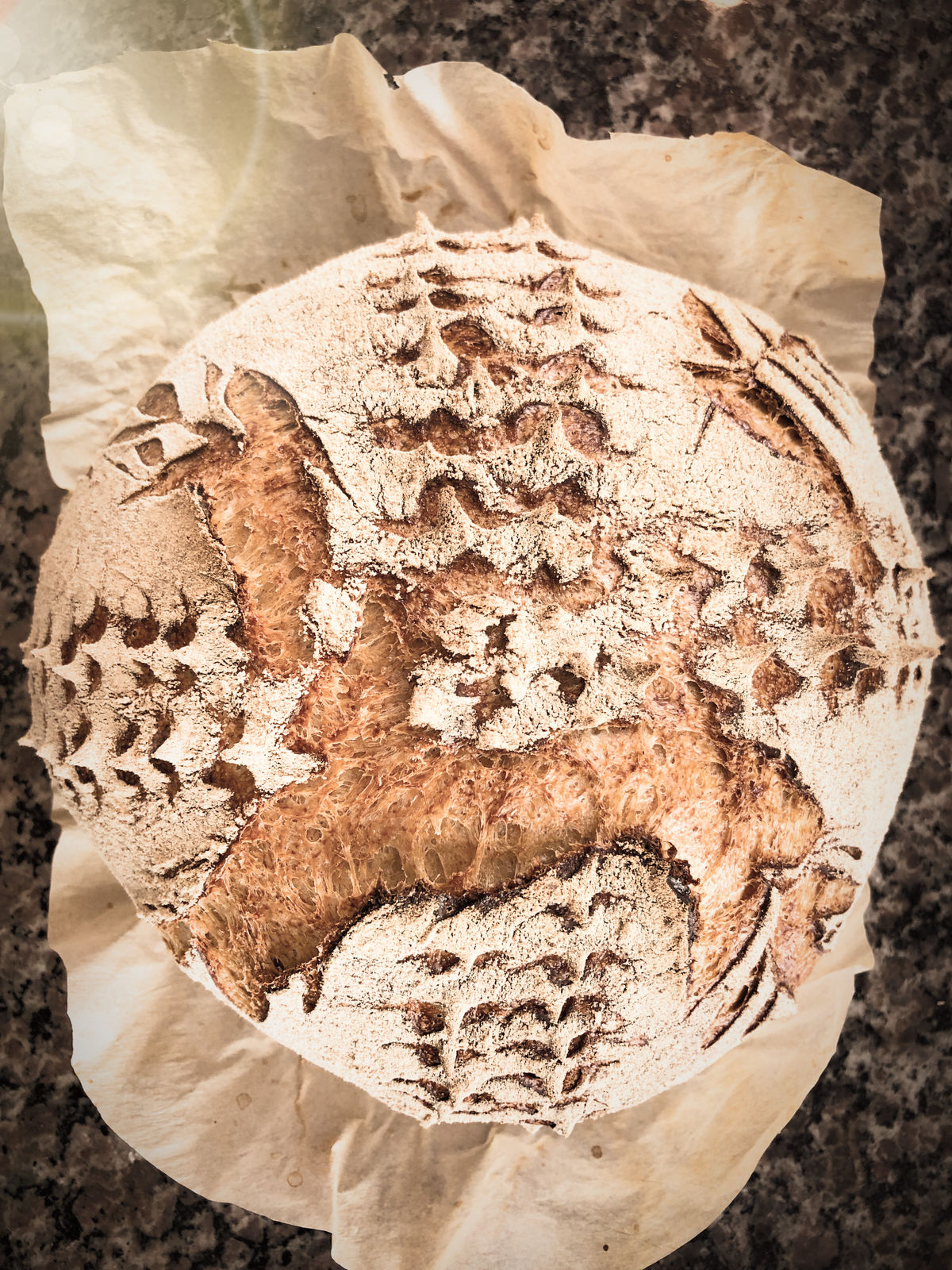 Wild yeast starter